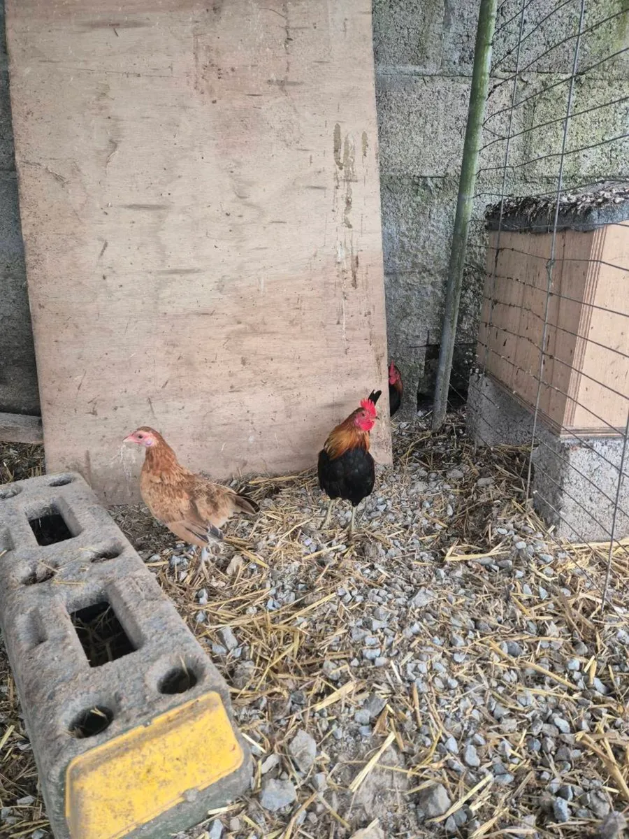 Trio Gold Dutch - Image 3