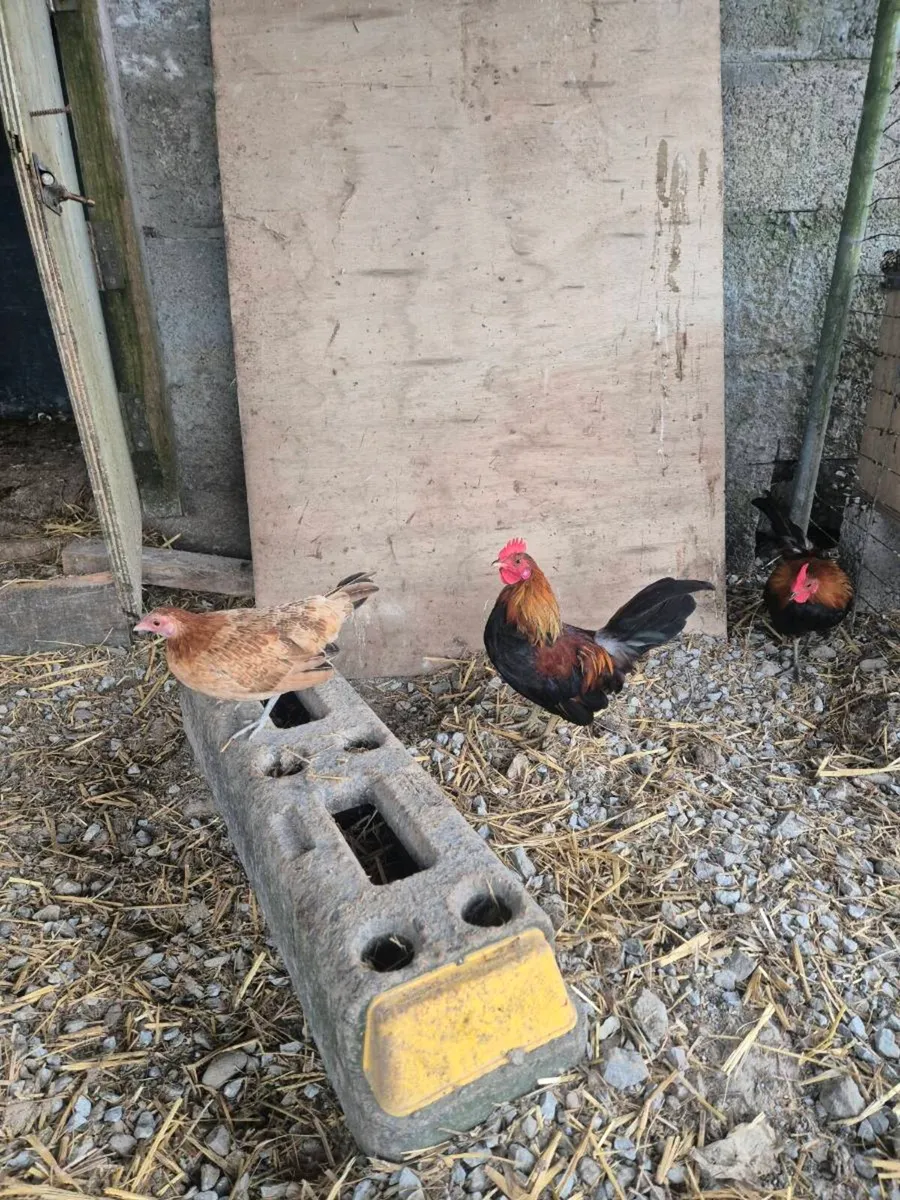 Trio Gold Dutch - Image 1