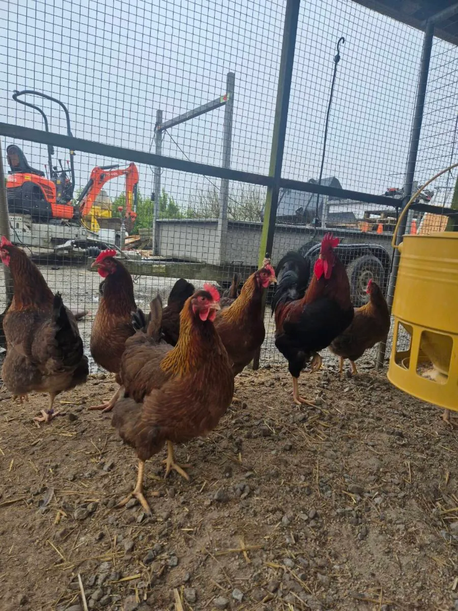 Pair Welsummer - Image 1