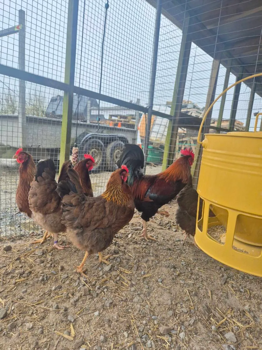 Pair Welsummer - Image 2