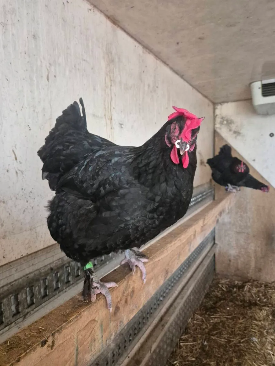 Pure Breed Hatching Eggs - Image 2