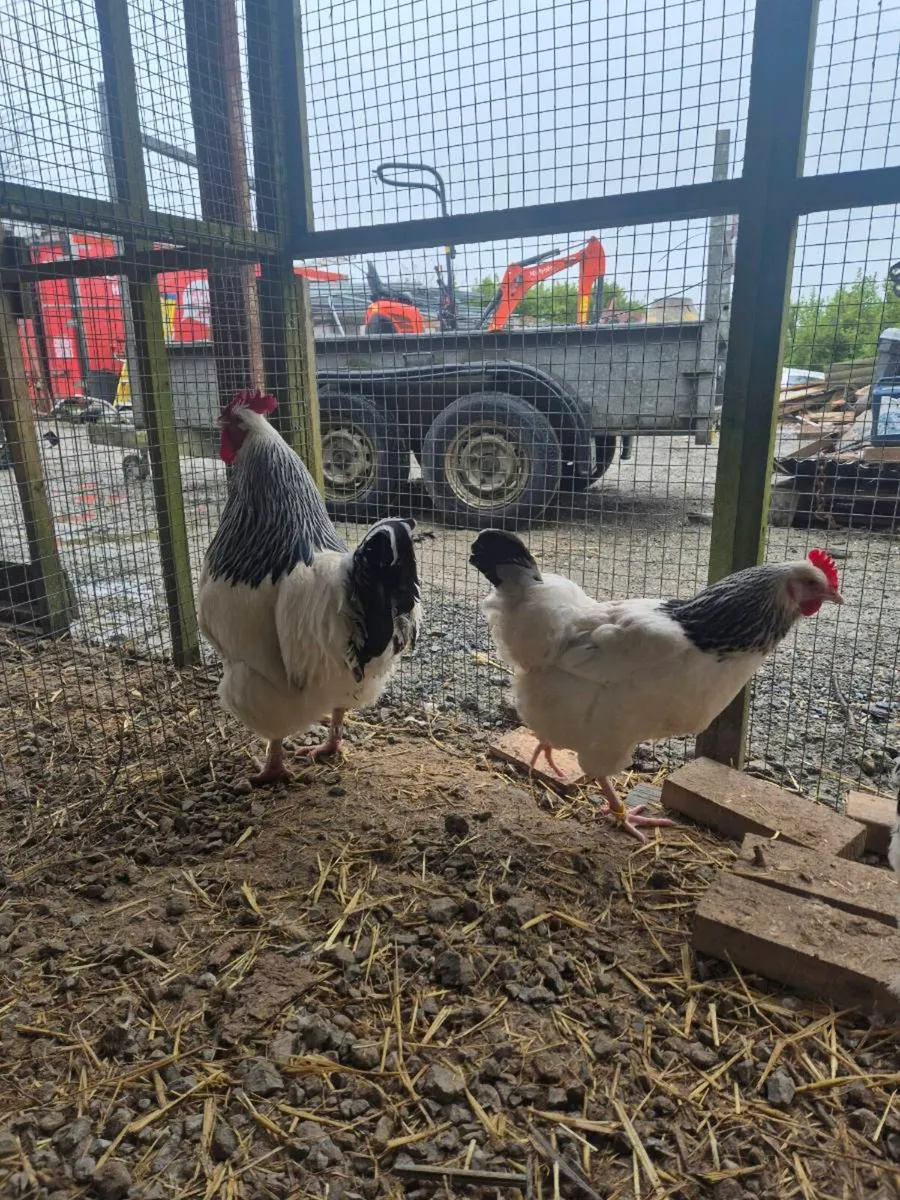 Pure Breed Hatching Eggs - Image 3