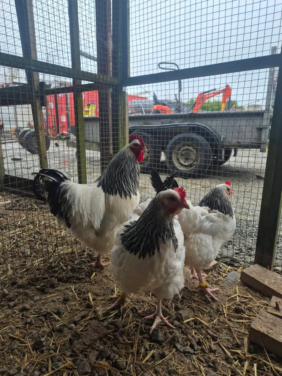 Pure Breed Hatching Eggs - Image 4