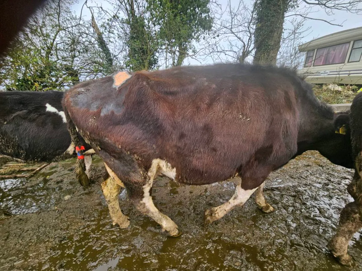 5 High Cell Count Cows – Suitable for Rearing Calv - Image 2