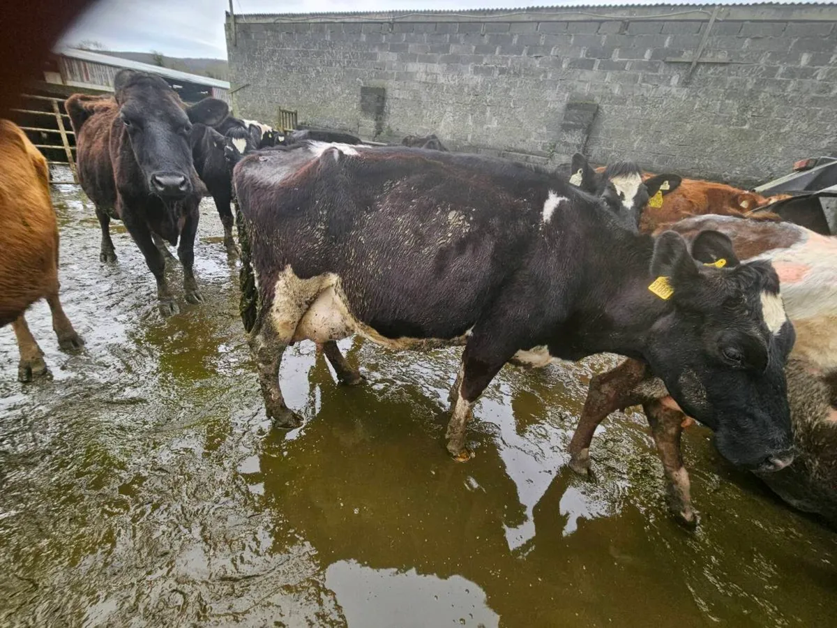 5 High Cell Count Cows – Suitable for Rearing Calv - Image 3