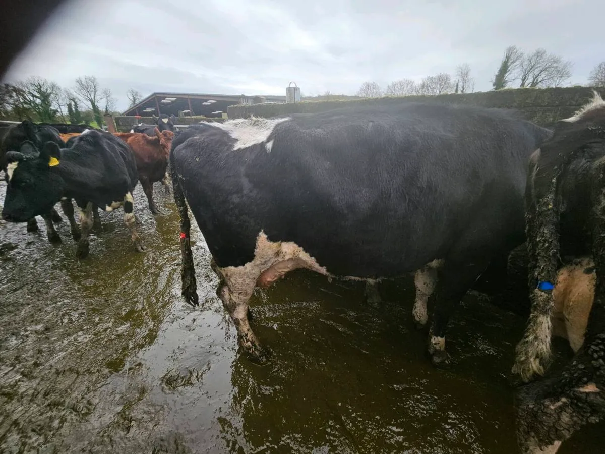 5 High Cell Count Cows – Suitable for Rearing Calv - Image 1