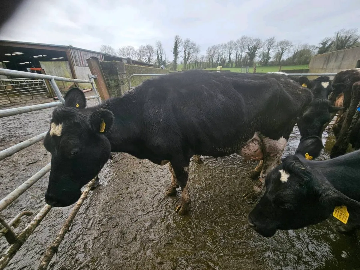 5 High Cell Count Cows – Suitable for Rearing Calv - Image 4