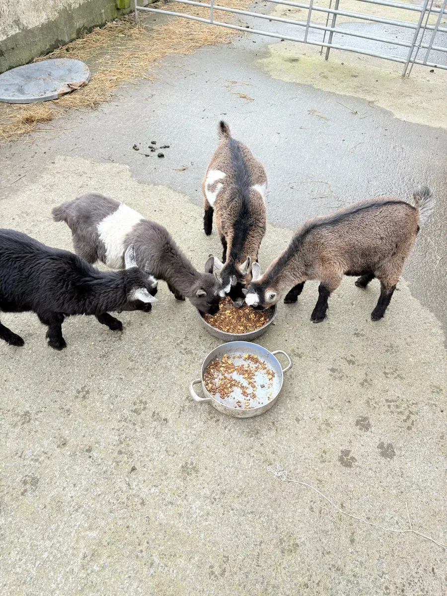 Pygmy goats - Image 1