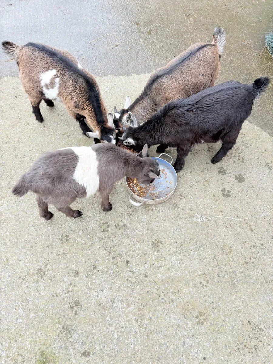 Pygmy goats - Image 2