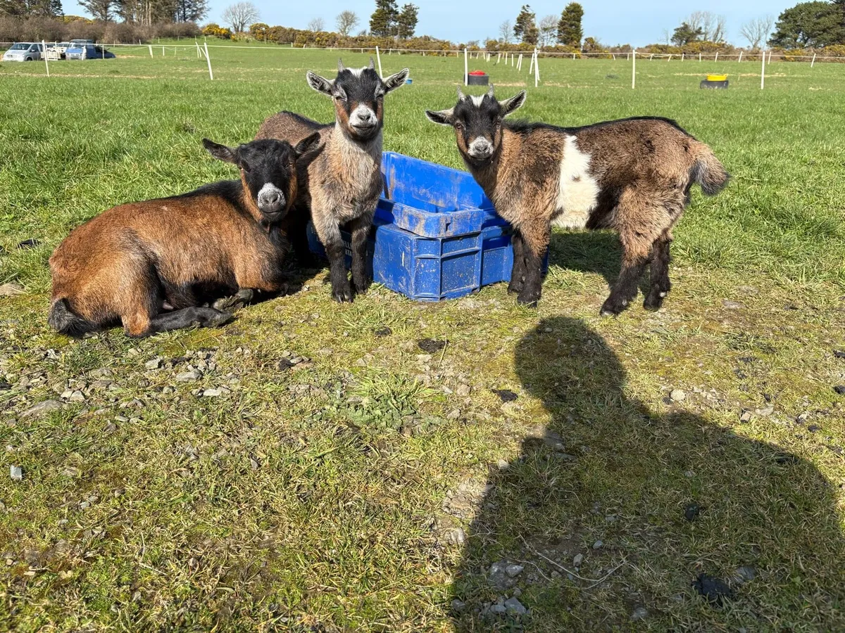 Pygmy goats - Image 3