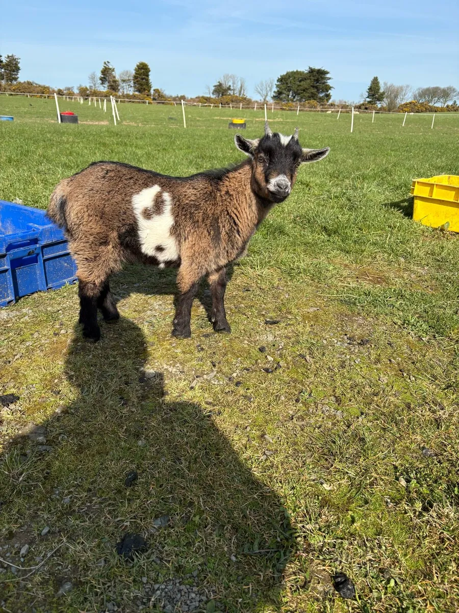 Pygmy goats - Image 4