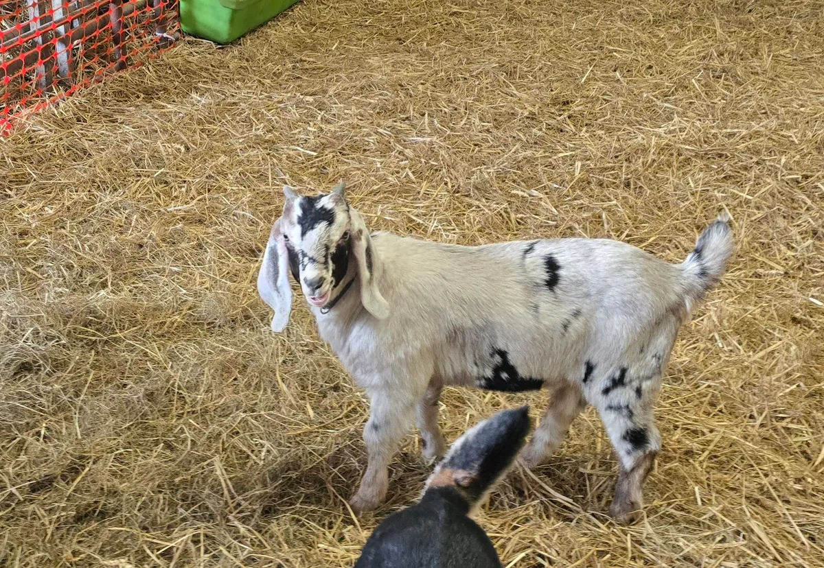 Nubian buck kids - Image 3