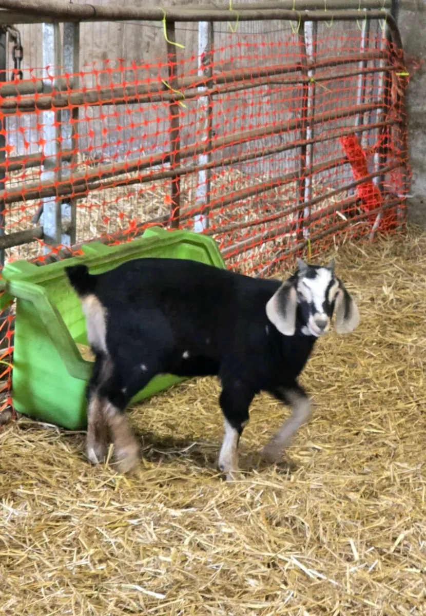 Nubian buck kids - Image 1