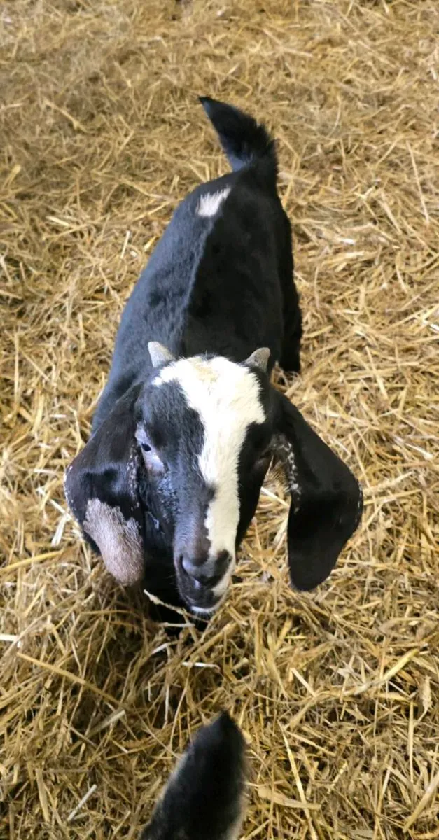 Nubian buck kids - Image 2
