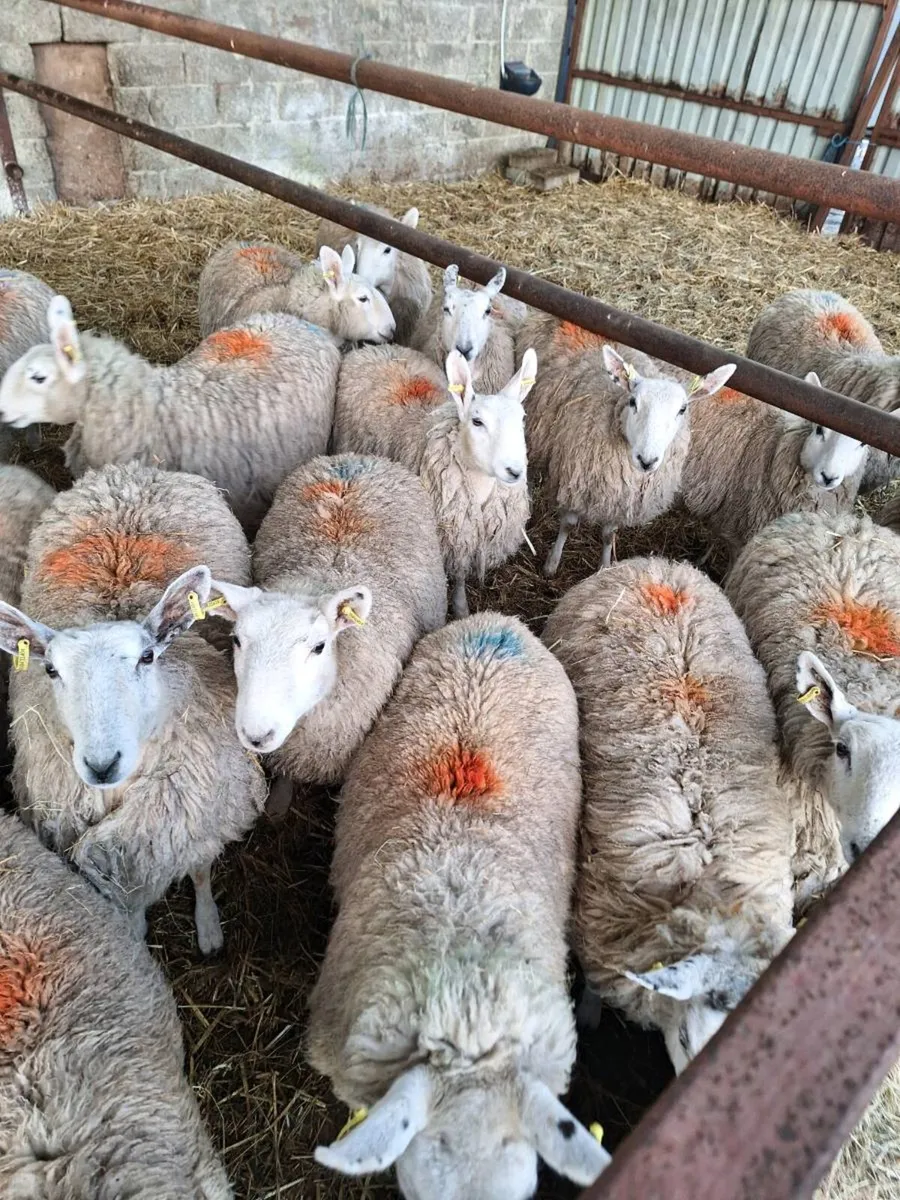 Ewe lambs - Image 1