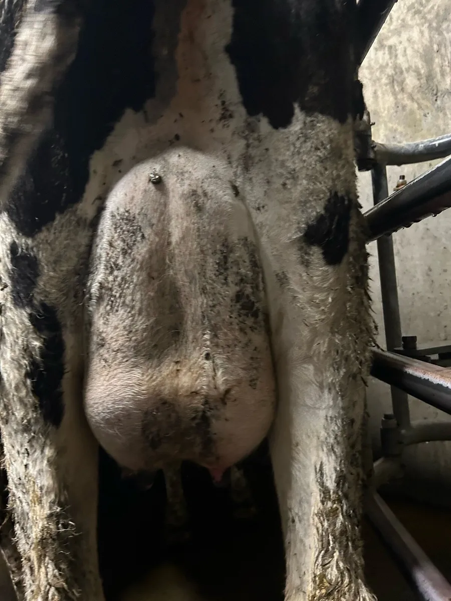 Cow to rear calves - Image 2