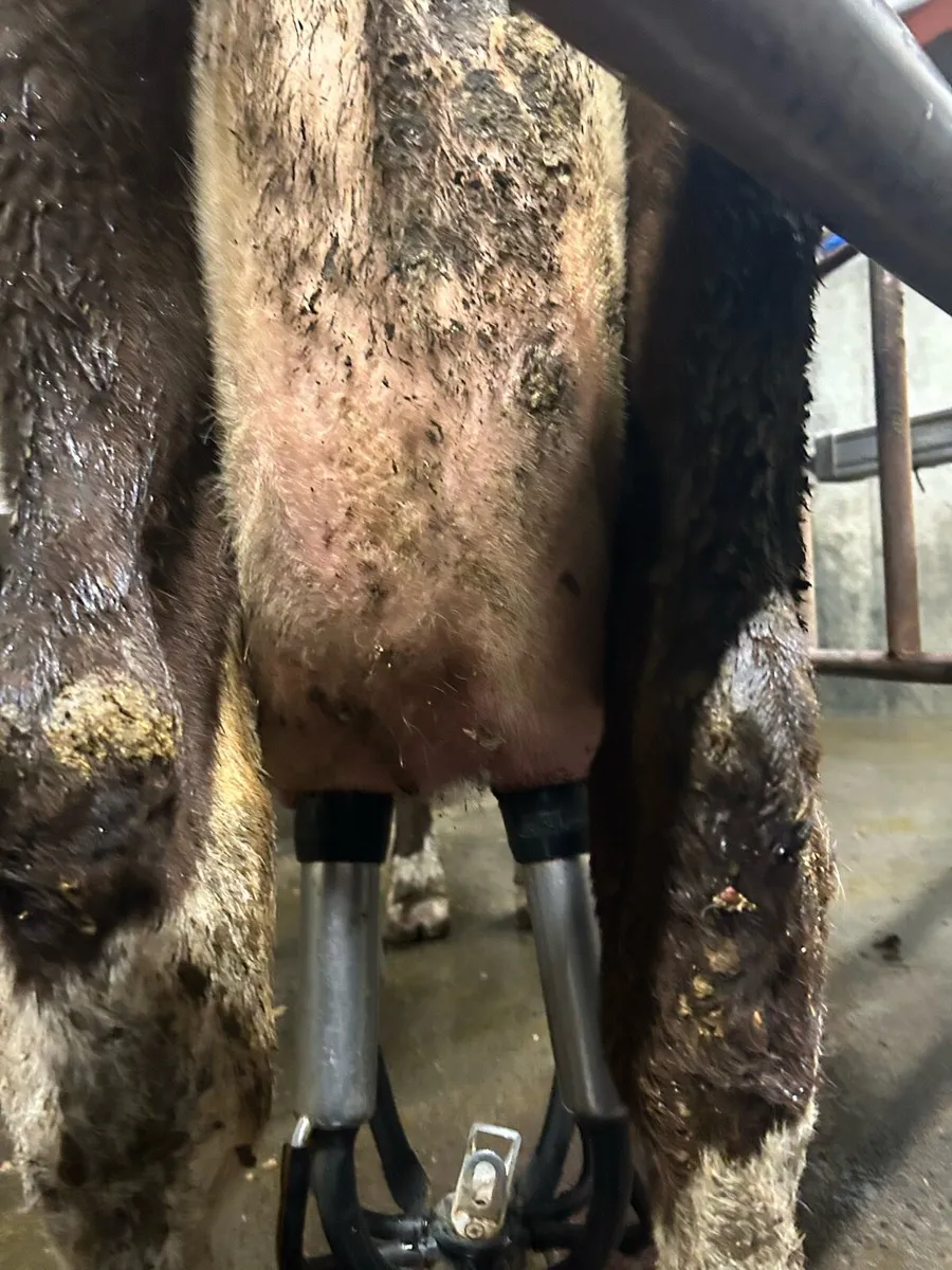 Cow to rear calves - Image 3