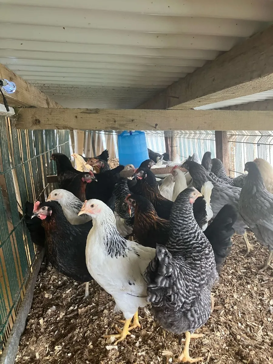 Hens for sale - Image 1
