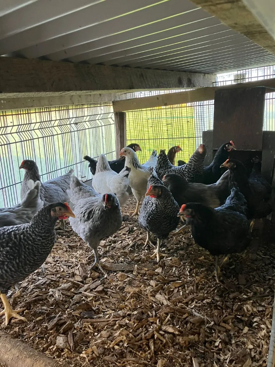 Hens for sale - Image 2