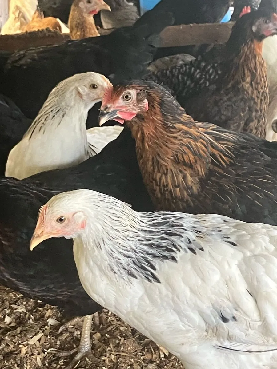 Hens for sale - Image 3