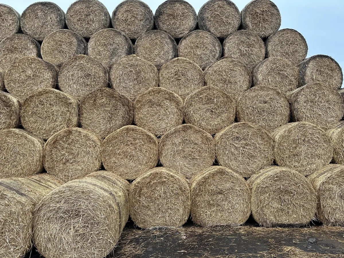 Wheat straw - Image 1