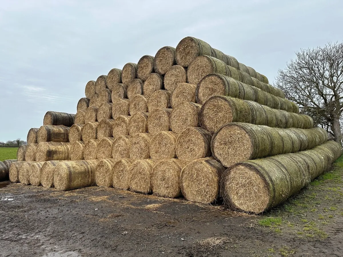 Wheat straw - Image 2