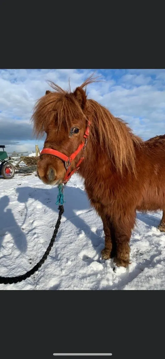 Shetland pony - Image 1