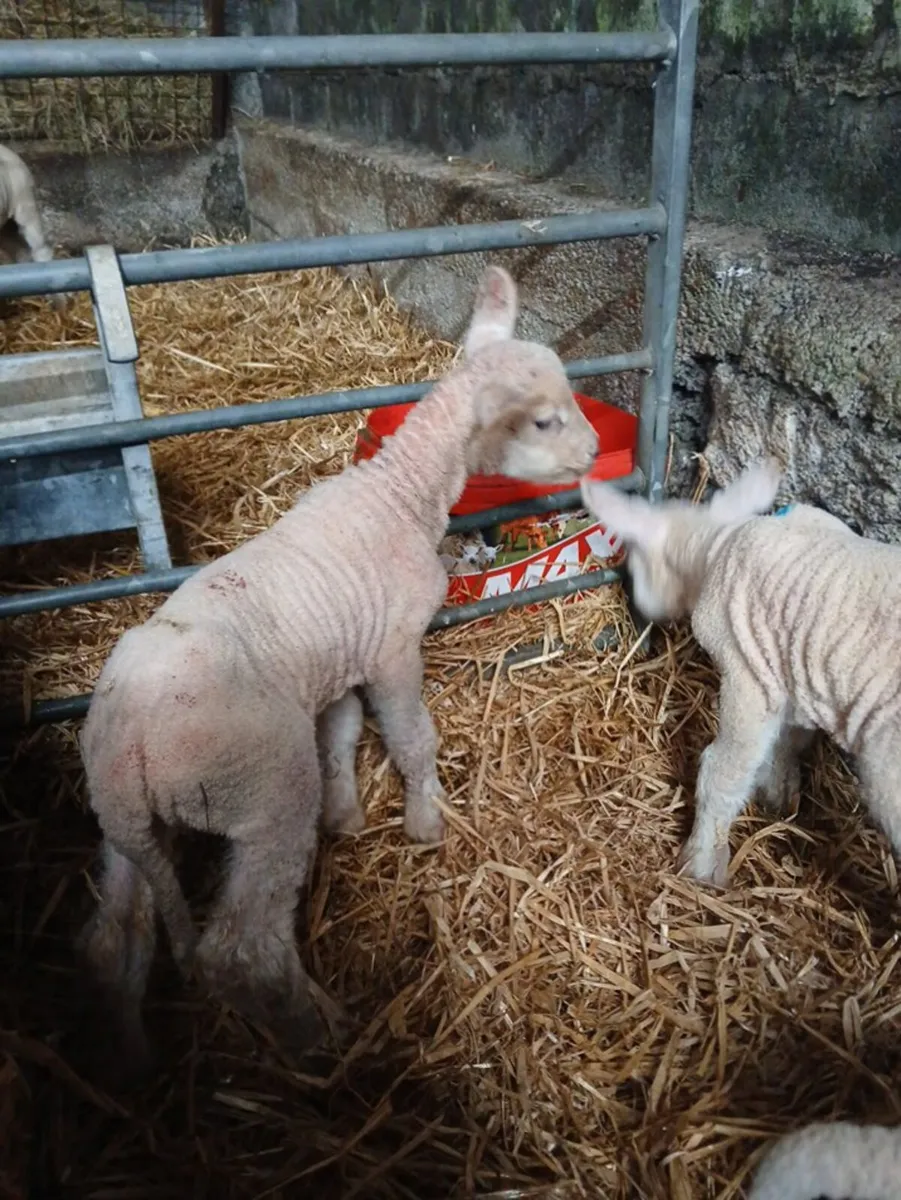 Pet Lambs - Image 4