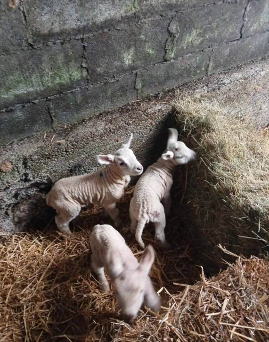Pet Lambs - Image 1