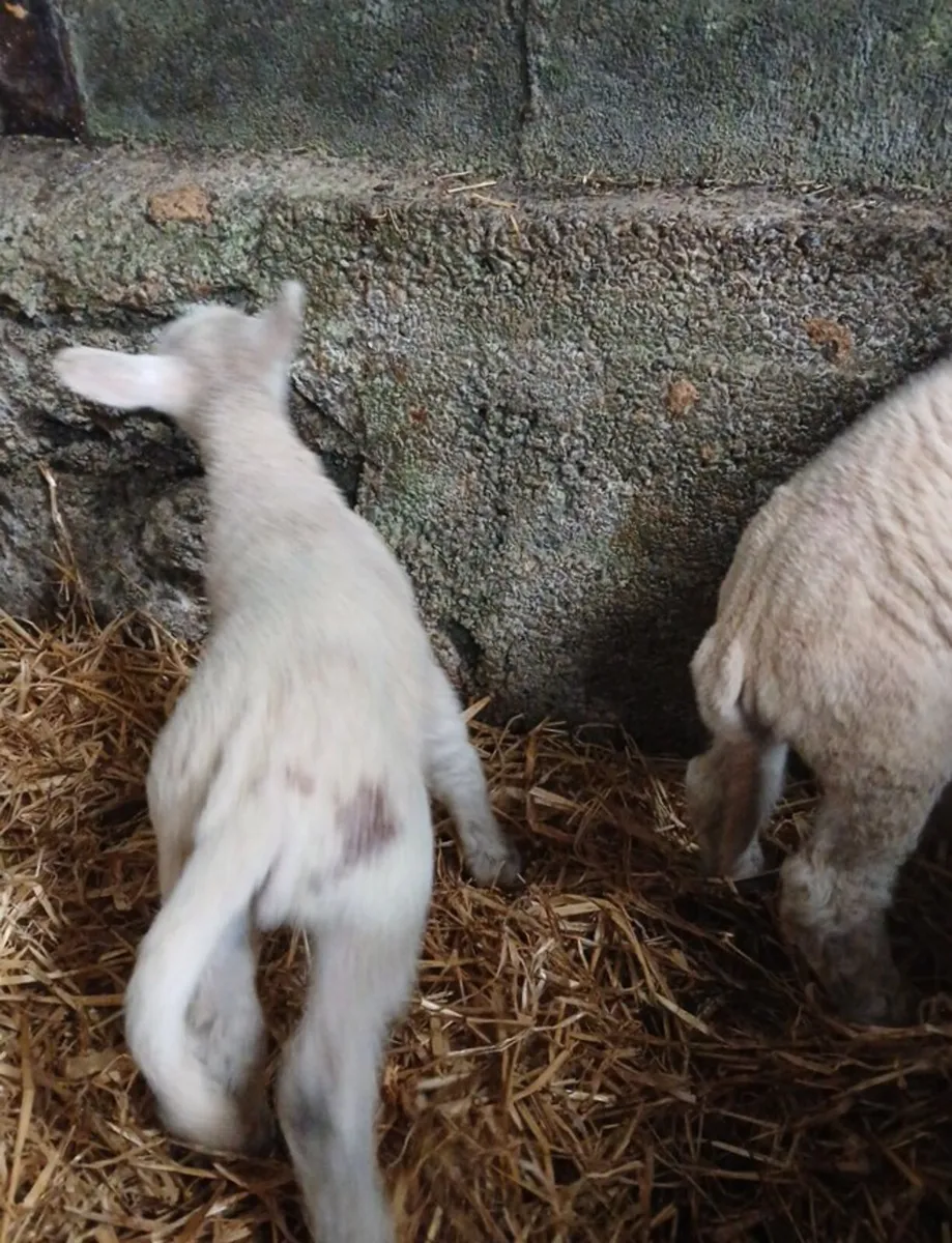 Pet Lambs - Image 3