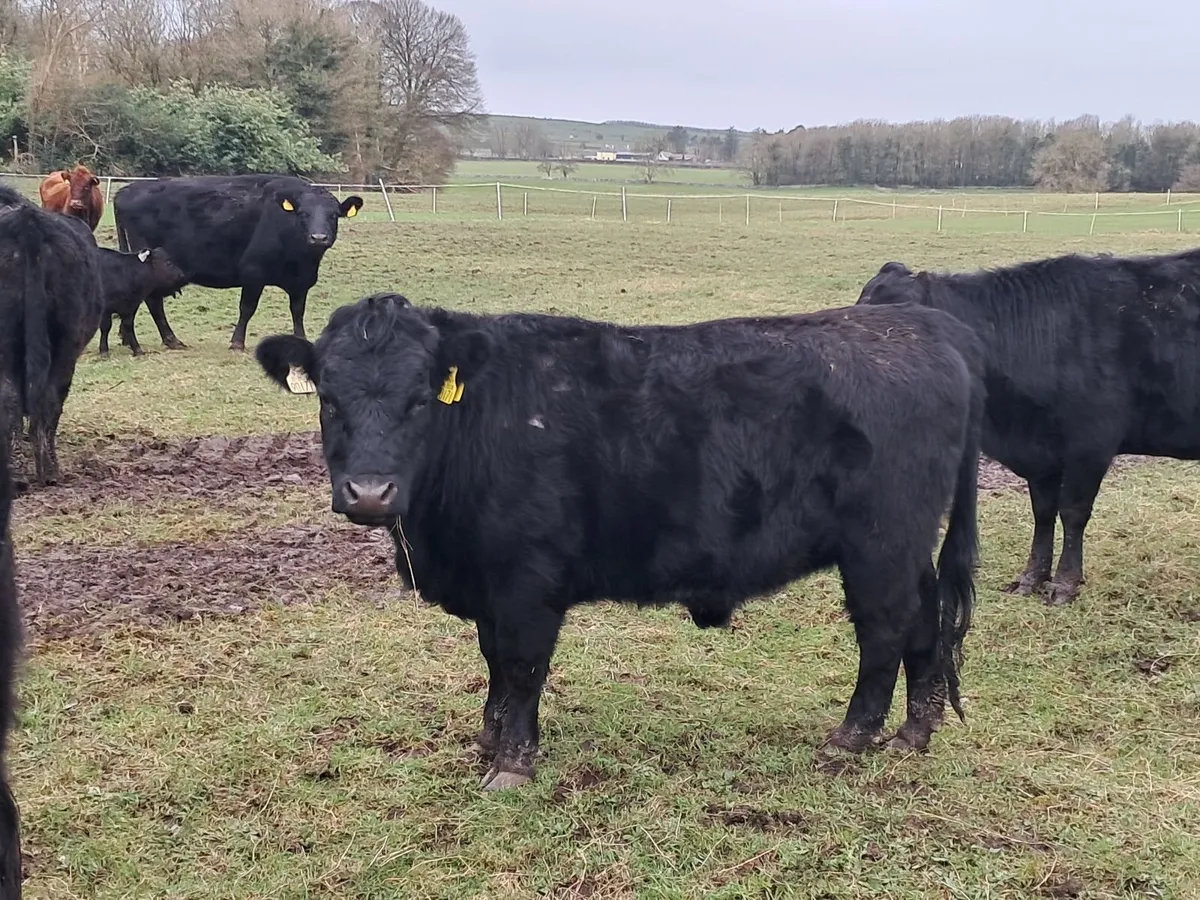 PBR Dexter 2yrs old steers & heifers - Image 2