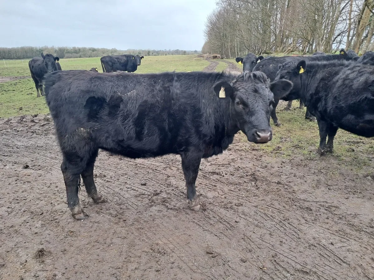 PBR Dexter 2yrs old steers & heifers - Image 1
