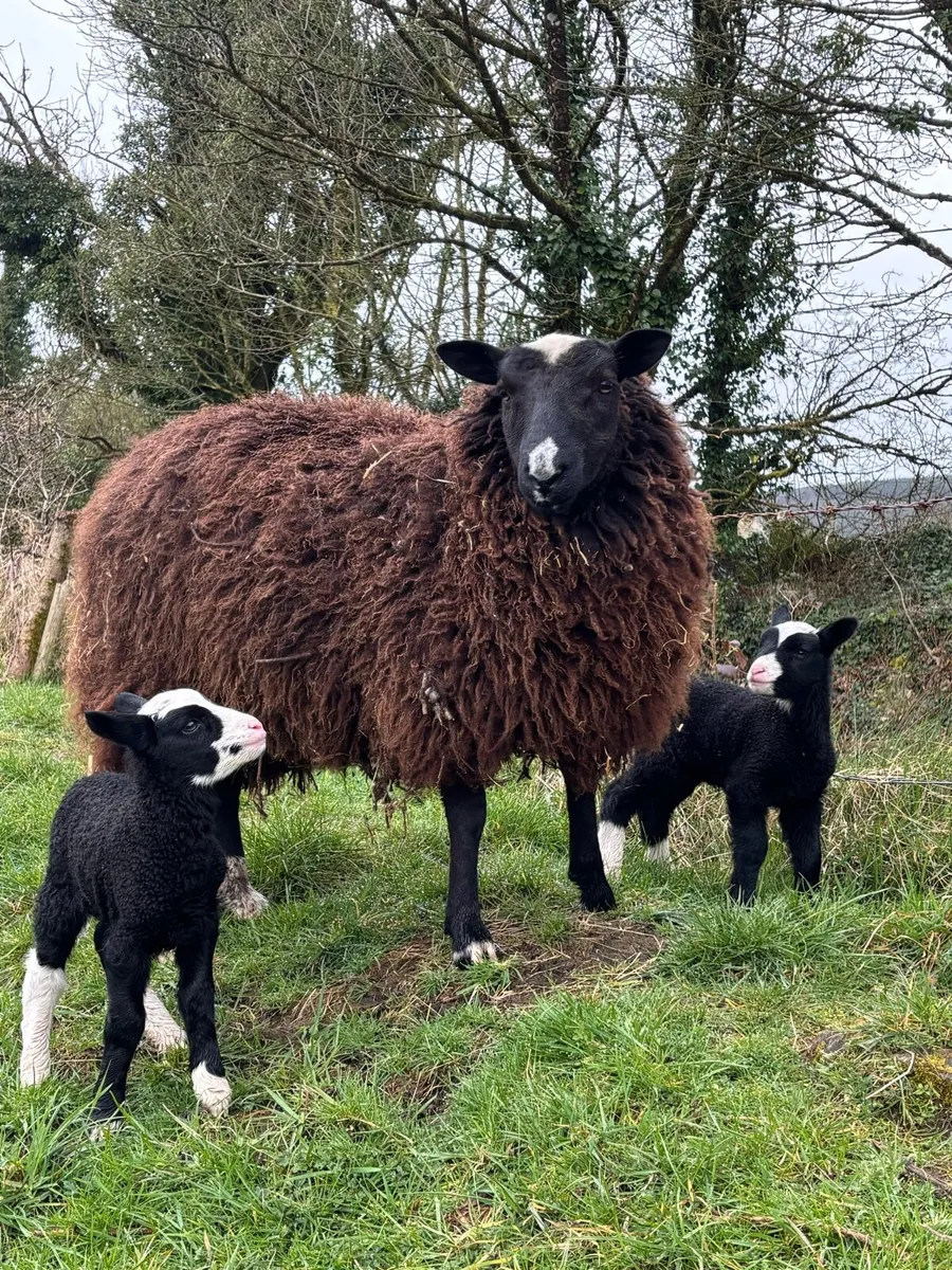 Hogget with lambs at foot - Image 2