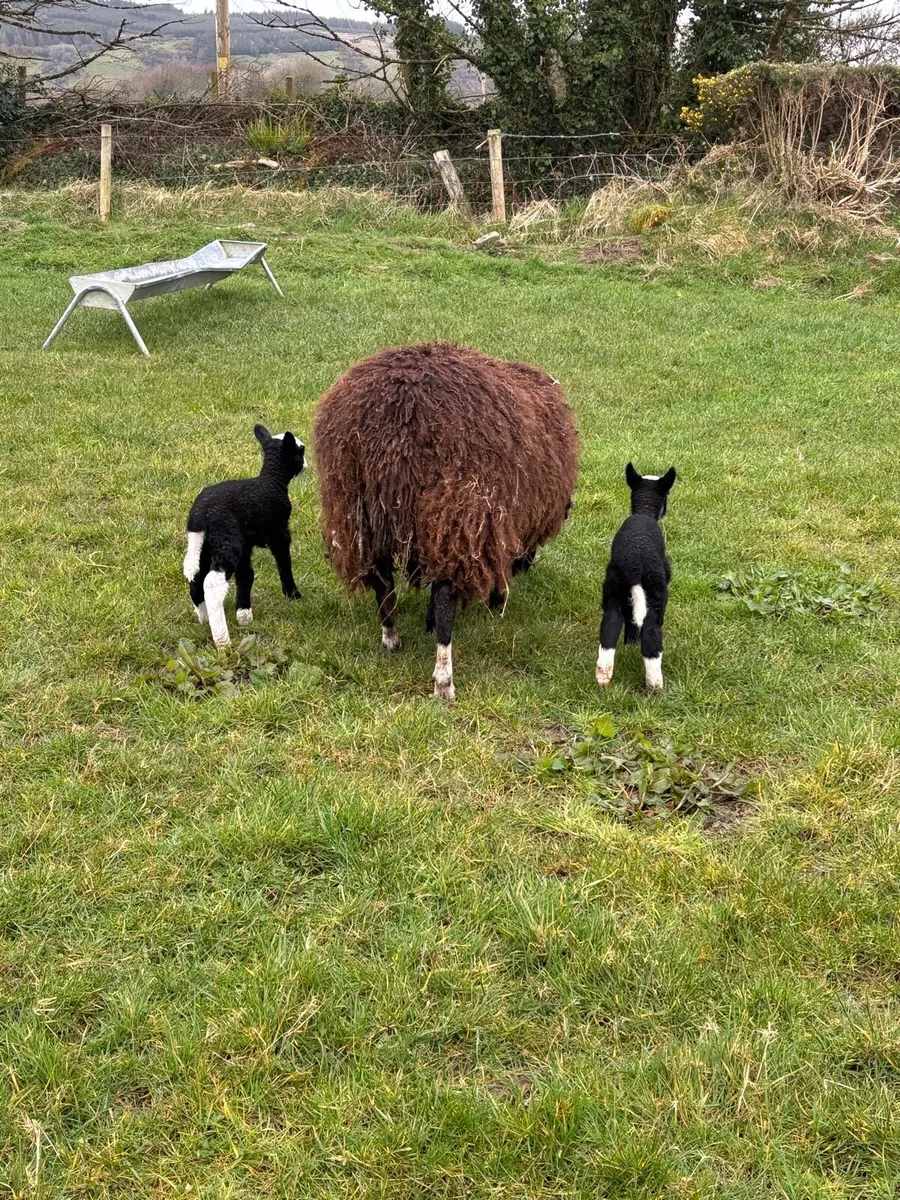 Hogget with lambs at foot - Image 3