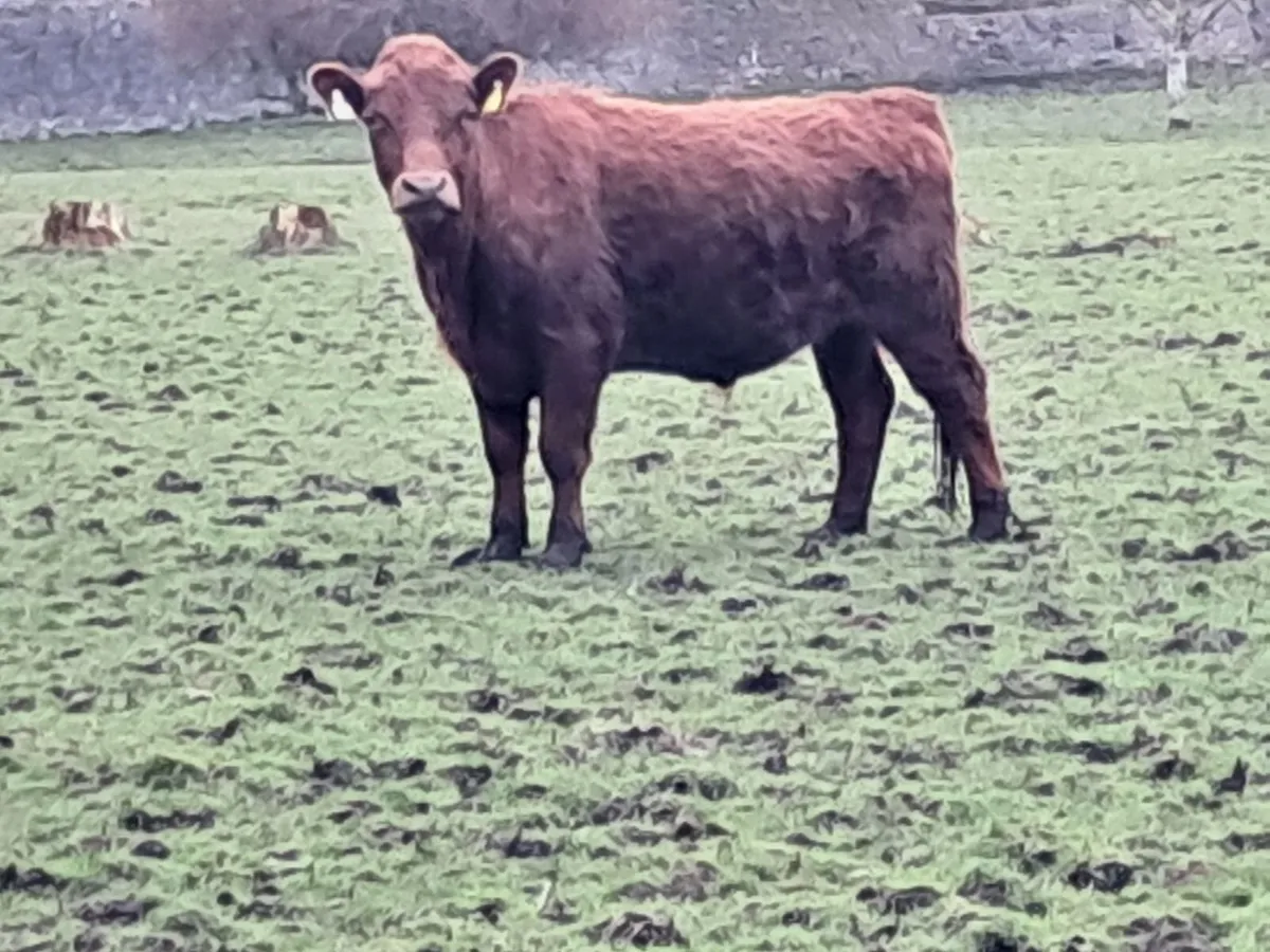 PBR Dexter 2yrs old steers & heifers - Image 3