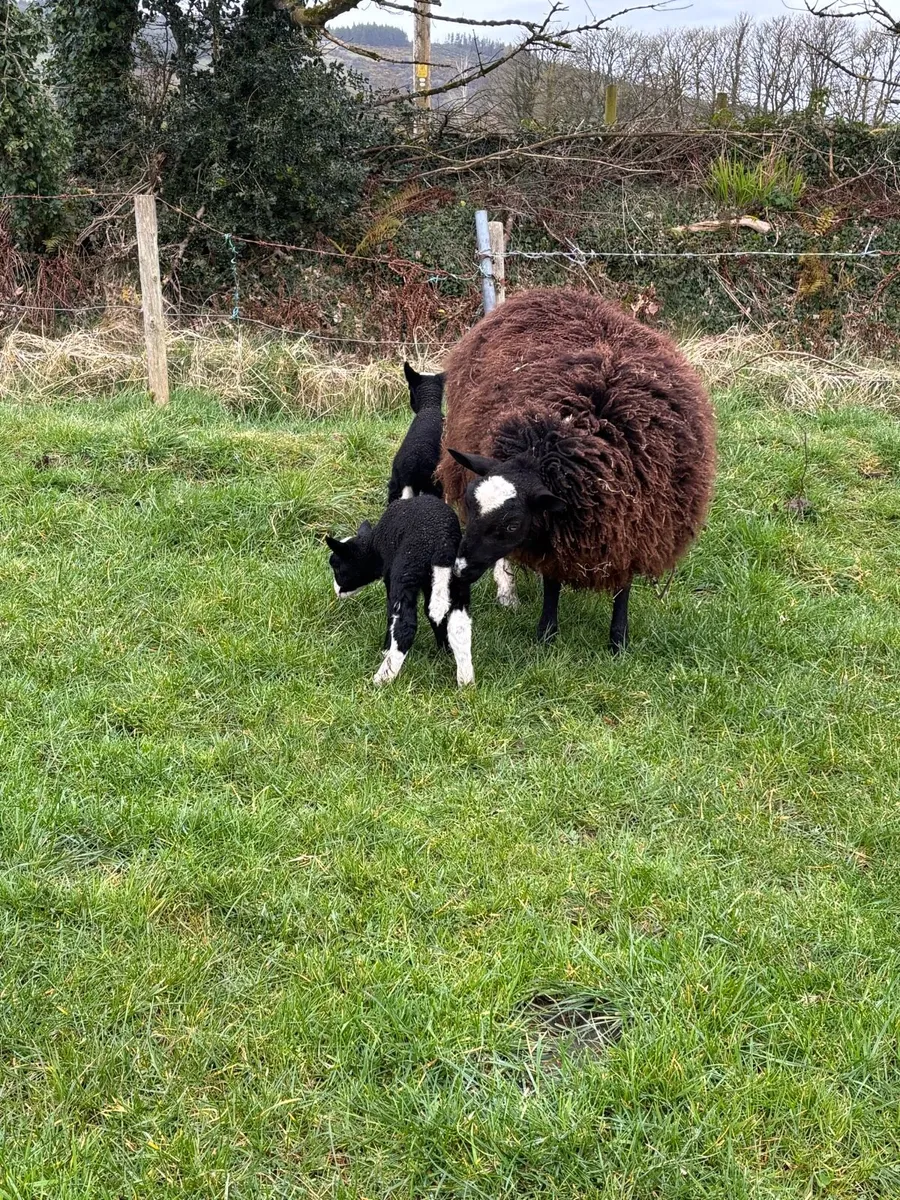 Hogget with lambs at foot - Image 4