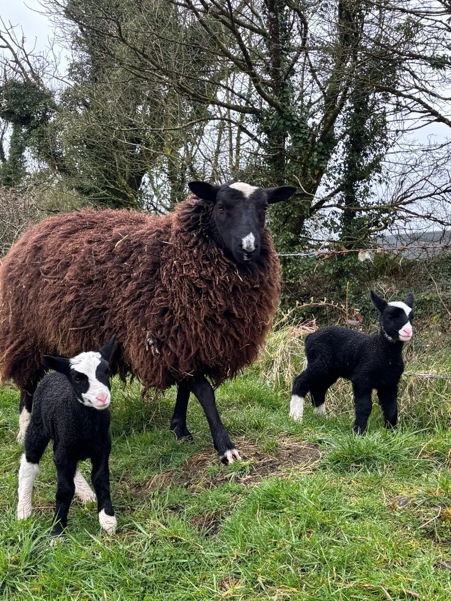 Hogget with lambs at foot - Image 1
