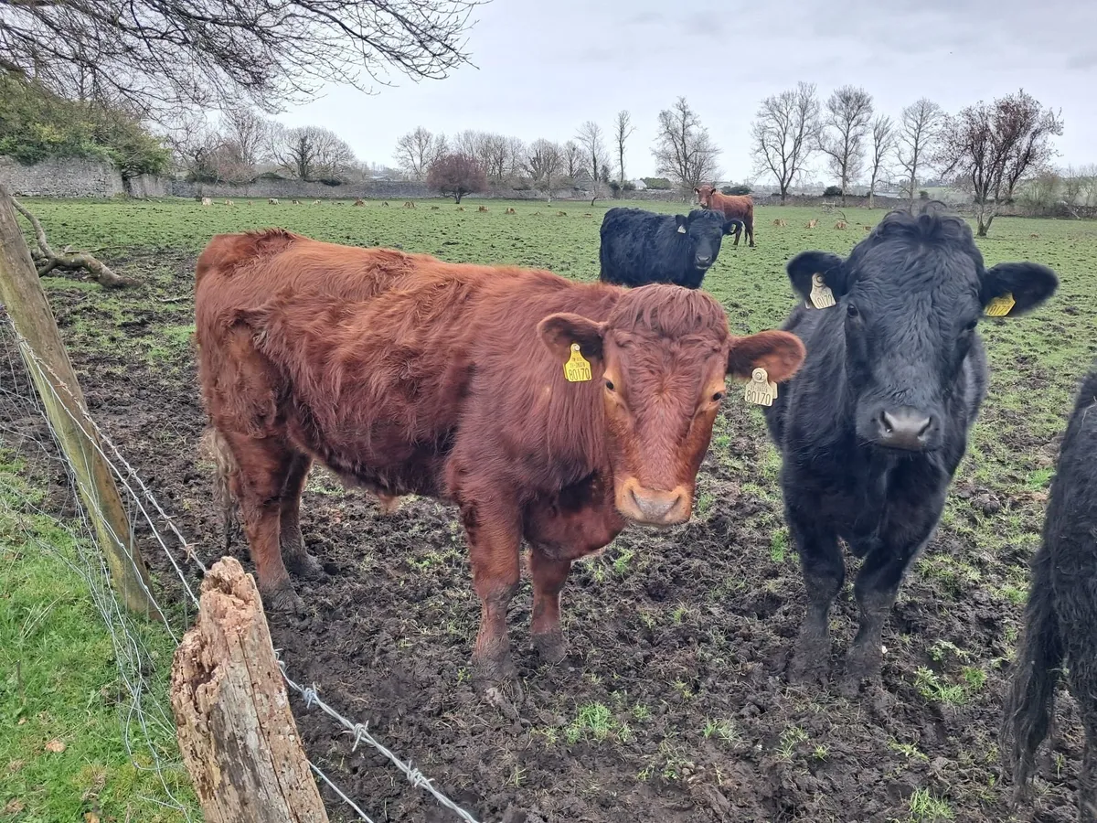 PBR Dexter 2yrs old steers & heifers - Image 4