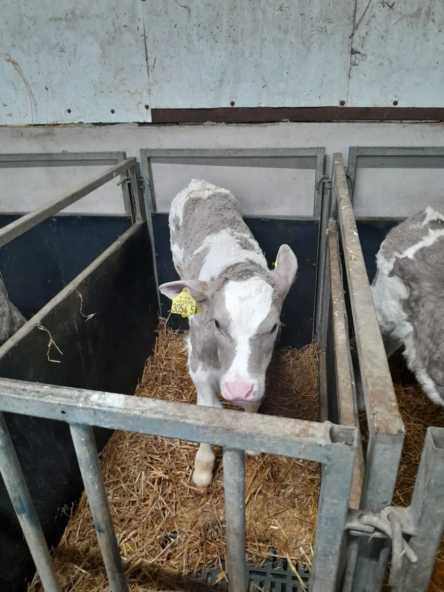 Homebred Charolais calves - Image 2