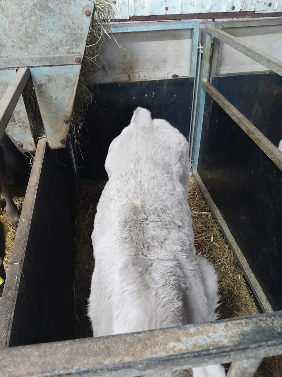 Homebred Charolais calves - Image 3