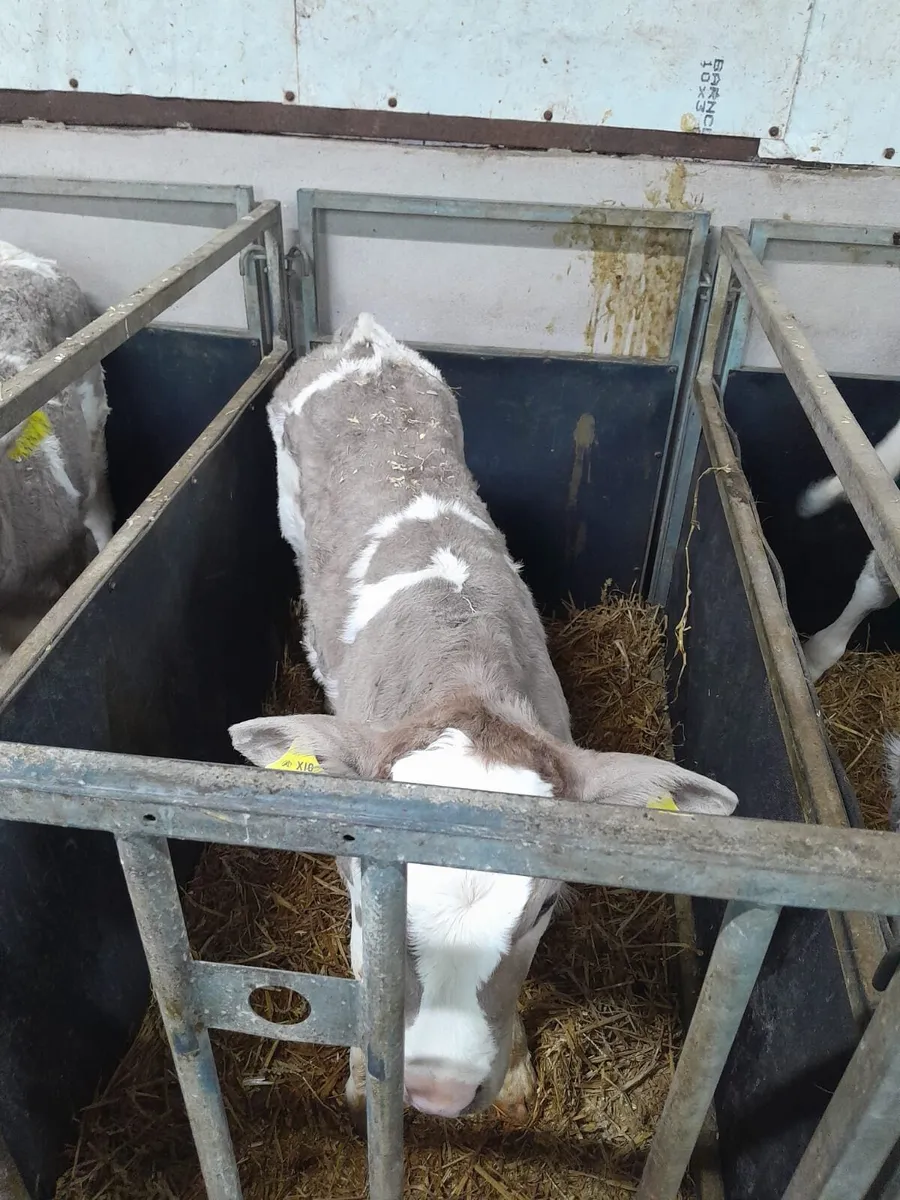 Homebred Charolais calves - Image 1