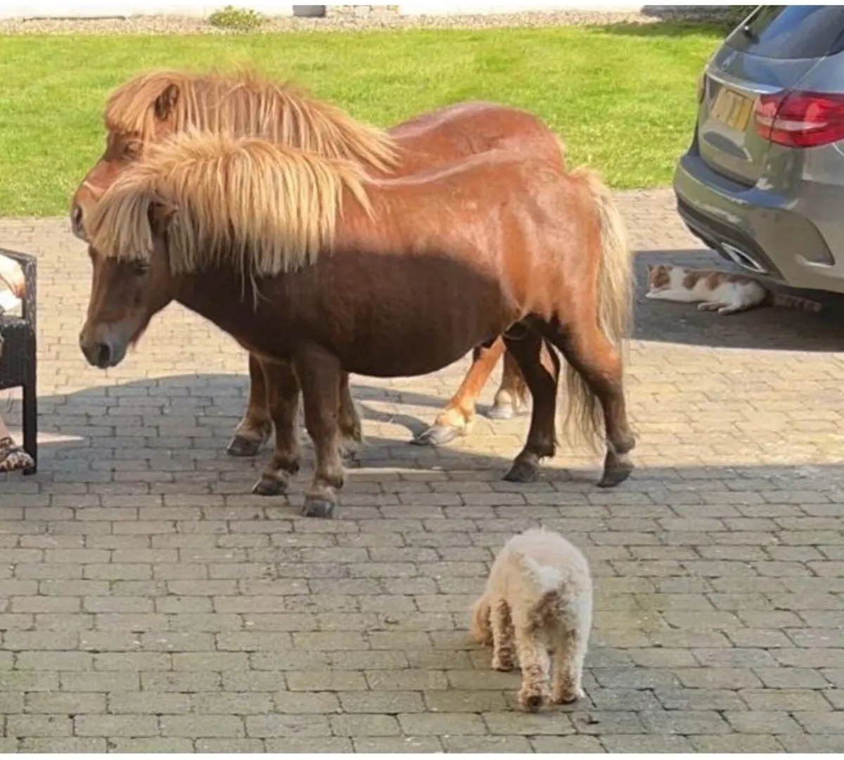 Shetland pony - Image 4