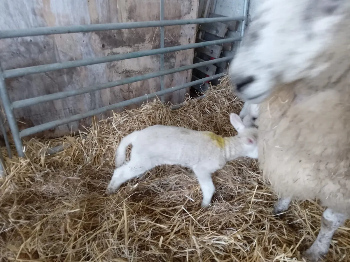 Foster lamb - Image 1