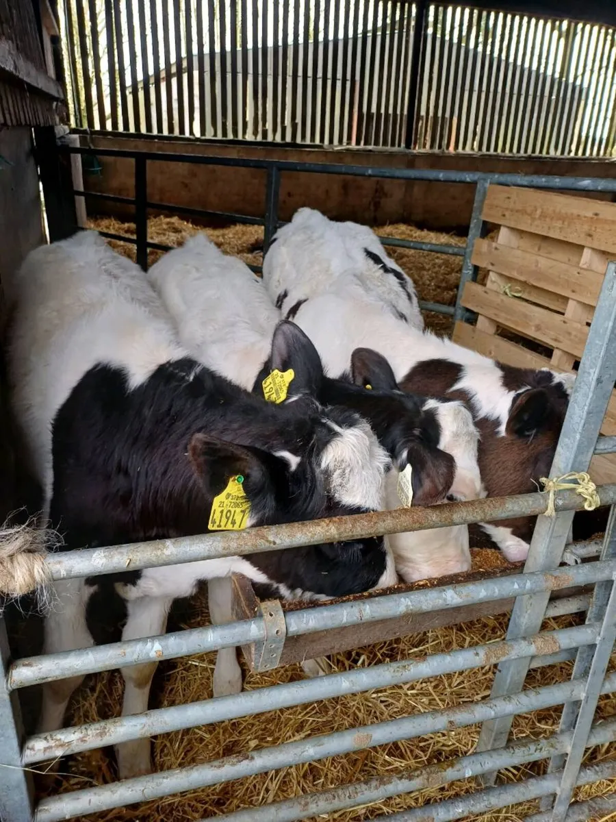 Cattle - Image 1