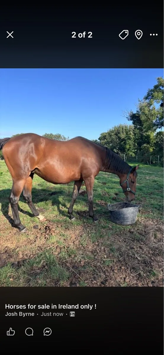 Tb broodmare - Image 1