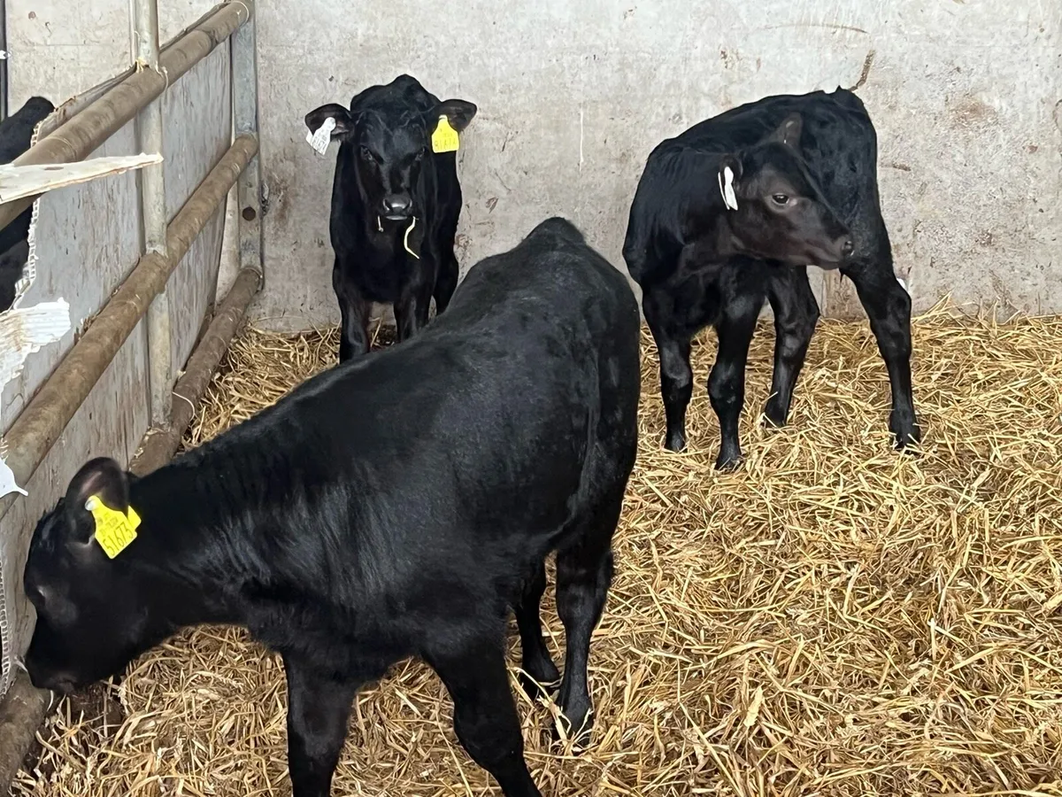 Ai bred Angus - Image 1