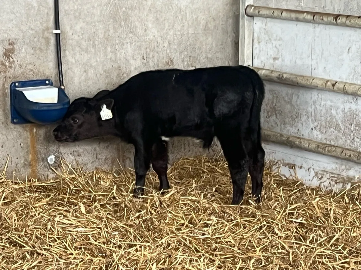 Ai bred Angus - Image 2