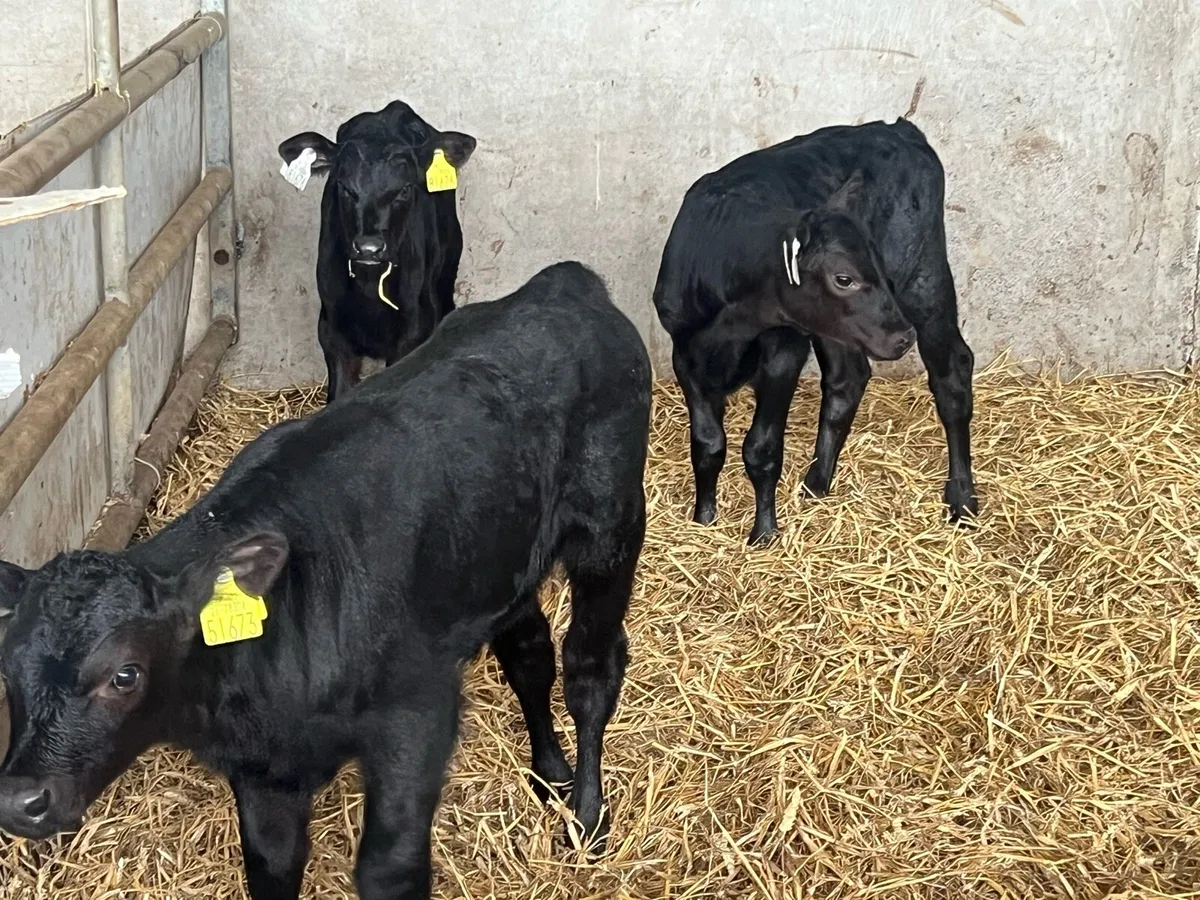 Ai bred Angus - Image 3