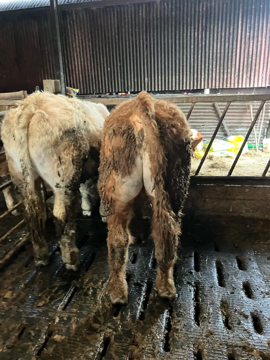 Weanling bulls - Image 1