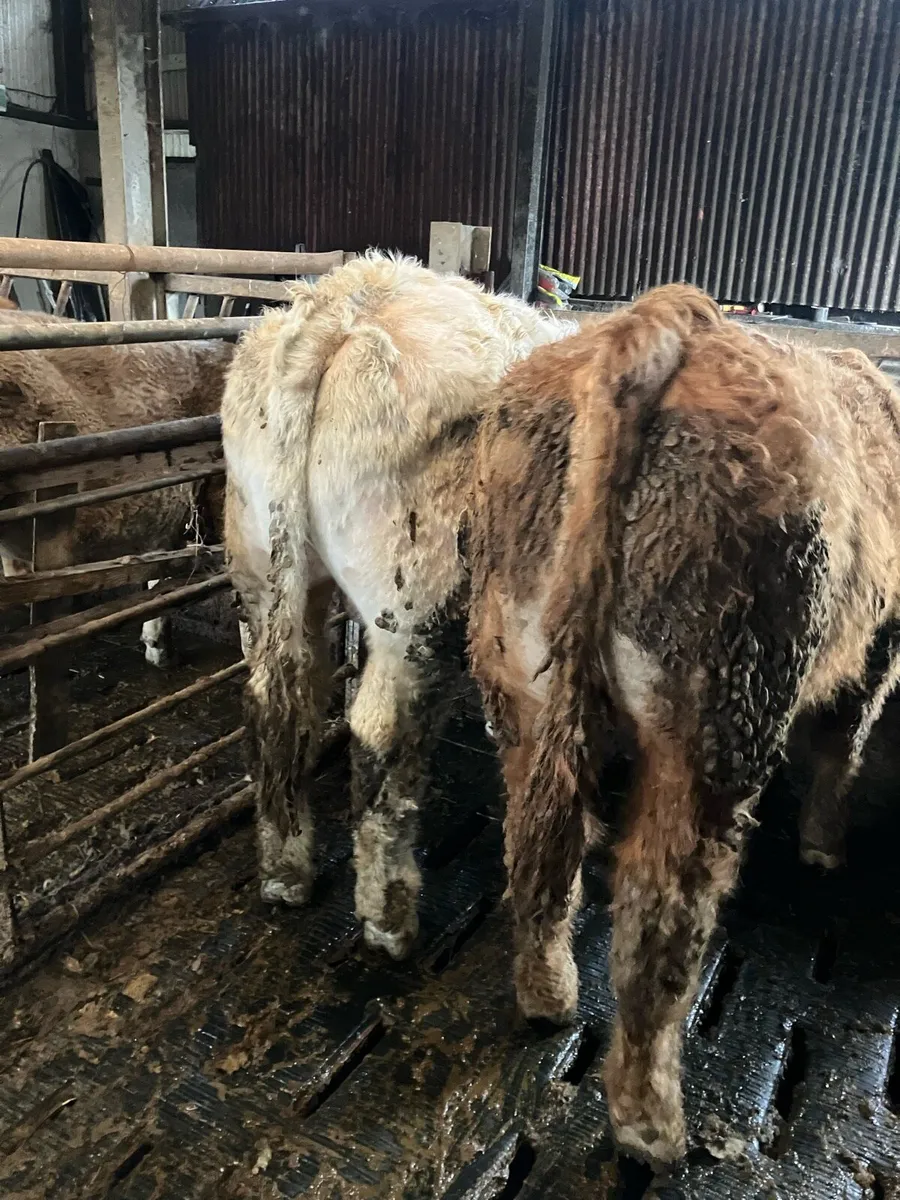 Weanling bulls - Image 2